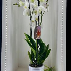 Orchid Plant in Container