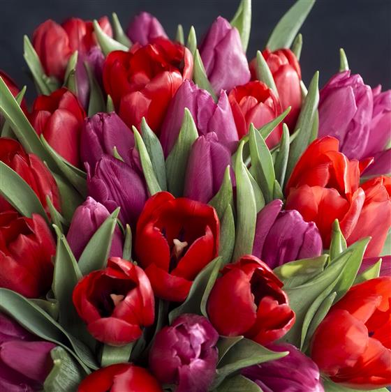 Romantic Tulips The Flower Company Florist Inverness